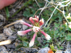 Trifolium haydenii