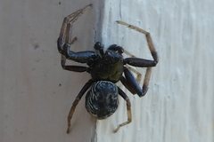 Coriarachne depressa