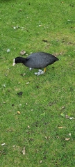 Fulica atra