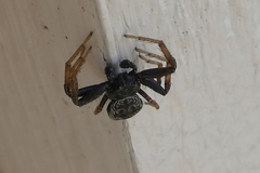 Coriarachne depressa