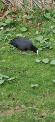 Fulica atra