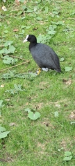 Fulica atra