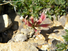Trifolium haydenii
