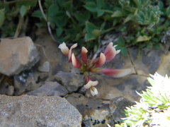 Trifolium haydenii