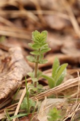 Cruciata glabra