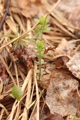 Cruciata glabra