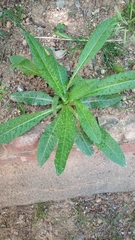 Echium