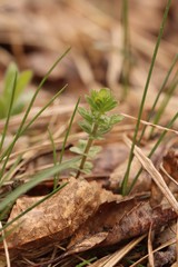 Cruciata glabra