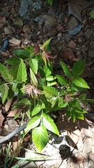 Ailanthus altissima