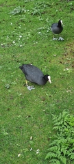 Fulica atra