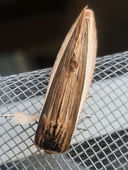 Truncaptera truncata