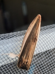 Truncaptera truncata