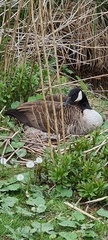 Branta canadensis