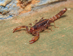 Bothriurus asper