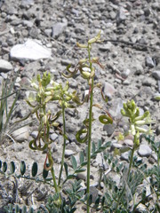 Astragalus curvicarpus