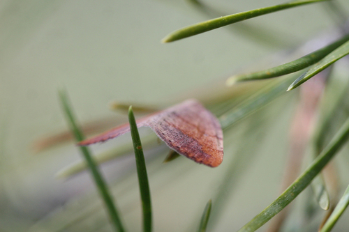 iNaturalist observation photo of Drepanulatrix carnearia