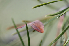 Drepanulatrix carnearia