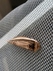 Truncaptera truncata