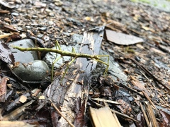 Acanthoxyla geisovii