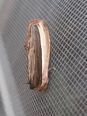 Truncaptera truncata