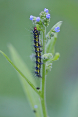 Gnophaela latipennis
