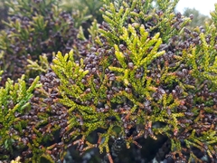 Halocarpus bidwillii