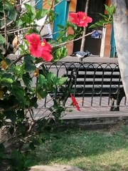 Calocitta colliei