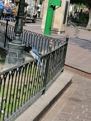 Calocitta colliei