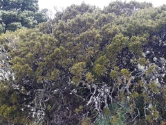 Halocarpus bidwillii