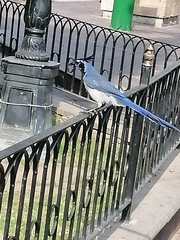 Calocitta colliei