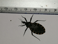 Triatoma gerstaeckeri
