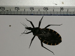 Triatoma gerstaeckeri