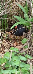 Gallinula chloropus