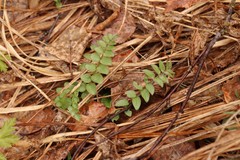 Polemonium caeruleum