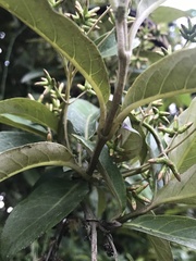 Oligactis sessiliflora