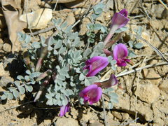 Astragalus amphioxys