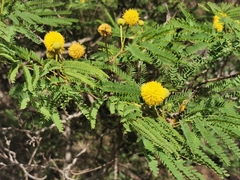 Leucaena greggii