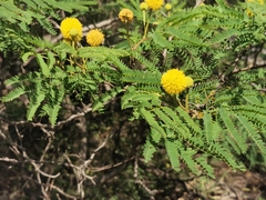Leucaena greggii