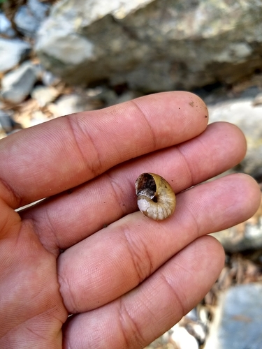 Patulopsis montereyensis