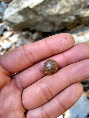 Patulopsis montereyensis