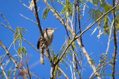 Campylorhynchus jocosus