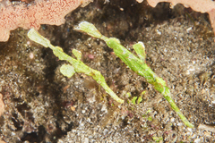 Solenostomus halimeda