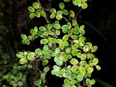 Coprosma colensoi