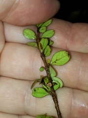 Coprosma colensoi