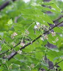 Euonymus oxyphyllus oxyphyllus