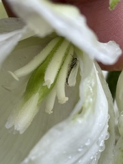 Tegeticula yuccasella