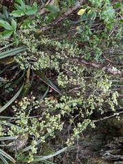 Coprosma colensoi