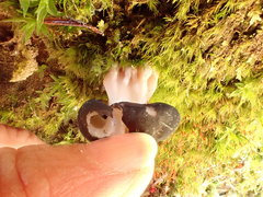 Gyromitra sphaerospora