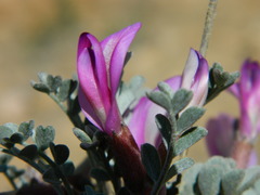 Astragalus amphioxys