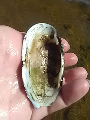 Unio tumidus